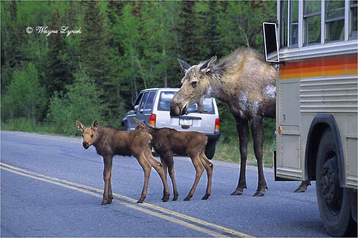 Cow Moose & Calves 123 by Dr. Wayne Lynch &copy;